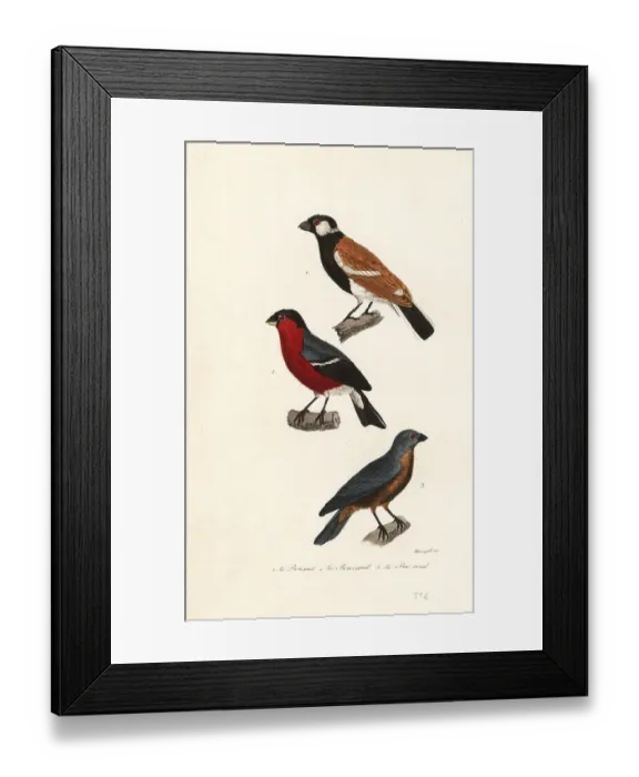 Framed Print : Reunion bullfinch species, Eurasian bullfinch and blue grosbeak Framed Print : Reunion bullfinch species, Eurasian bullfinch and blue grosbeak