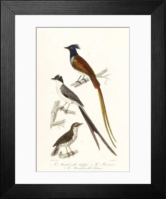 Framed Print : Flycatchers and Caribbean elaenia Framed Print : Flycatchers and Caribbean elaenia