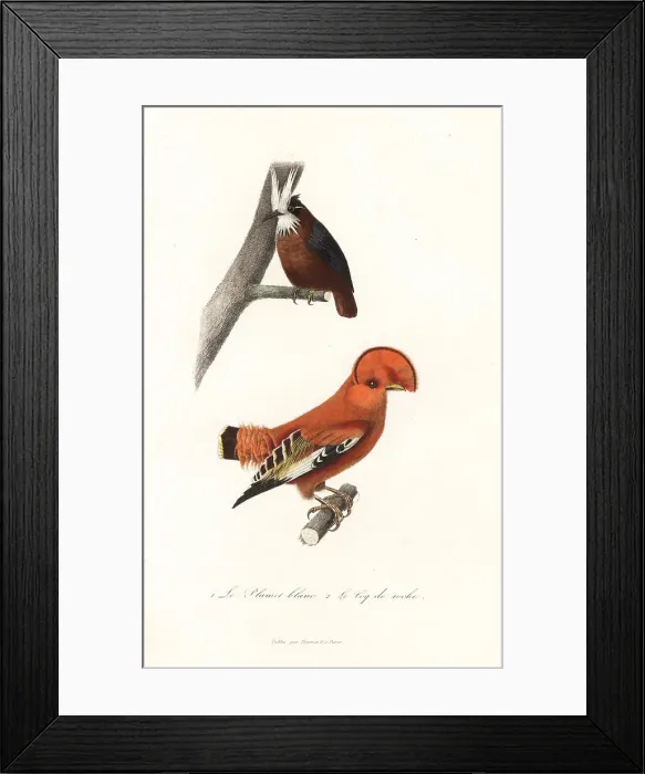Framed Print : White-plumed antbird and Guianan cock-of-the-rock Framed Print : White-plumed antbird and Guianan cock-of-the-rock