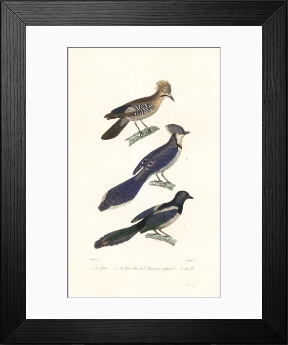 Framed Print : Jay, blue jay and magpie Framed Print : Jay, blue jay and magpie