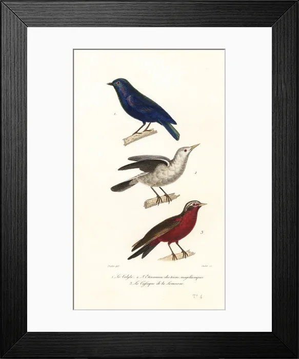 Framed Print : Manucode, grey-headed starling and long-tailed meadowlark Framed Print : Manucode, grey-headed starling and long-tailed meadowlark