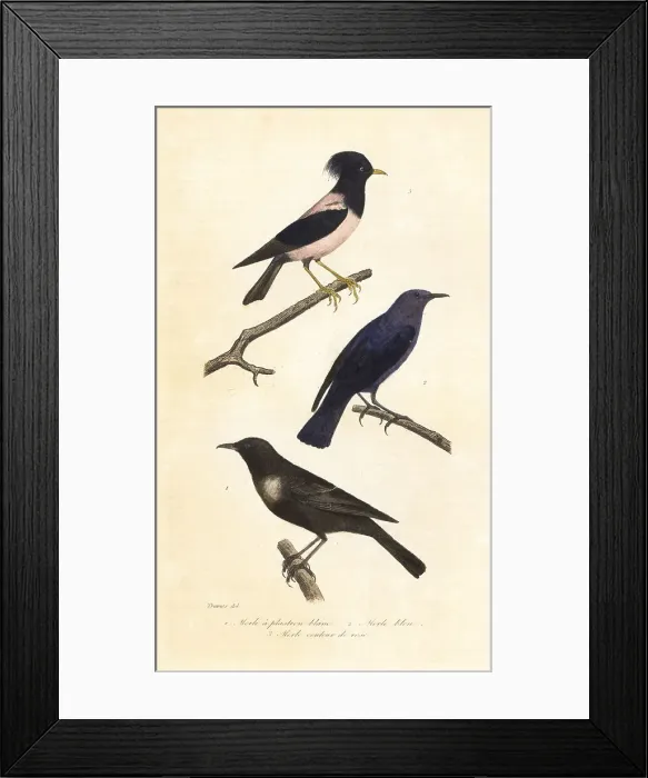 Framed Print : Ring ouzel, blue rock thrush and rosy starling Framed Print : Ring ouzel, blue rock thrush and rosy starling