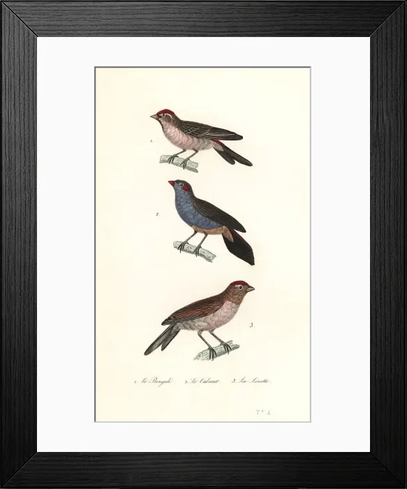 Framed Print : Lesser redpoll, red-cheeked cordonbleu and common linnet Framed Print : Lesser redpoll, red-cheeked cordonbleu and common linnet