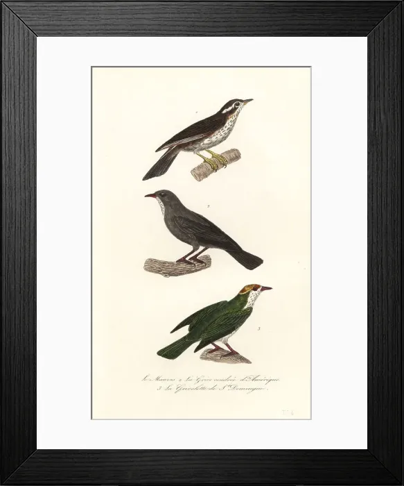 Framed Print : Redwing, Turdus iliacus 1, red-legged thrush Framed Print : Redwing, Turdus iliacus 1, red-legged thrush