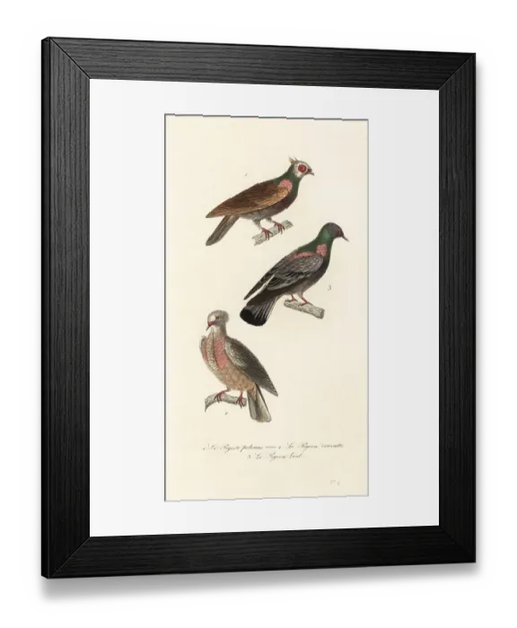 Framed Print : Fancy pigeon breeds Framed Print : Fancy pigeon breeds