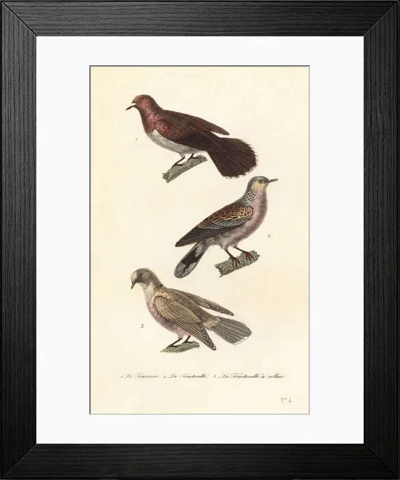 Framed Print : Mourning dove, turtle dove and red-eyed dove Framed Print : Mourning dove, turtle dove and red-eyed dove