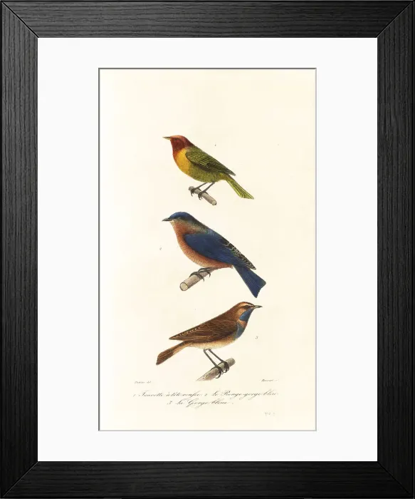 Framed Print : Nashville warbler, eastern bluebird and bluethroat Framed Print : Nashville warbler, eastern bluebird and bluethroat