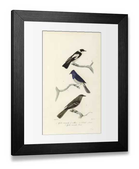 Framed Print : Pied flycatcher, blue and white flycatcher and New Zealand fanta Framed Print : Pied flycatcher, blue and white flycatcher and New Zealand fanta