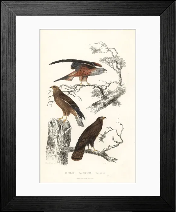 Framed Print : Red kite, honey buzzard and common buzzard Framed Print : Red kite, honey buzzard and common buzzard