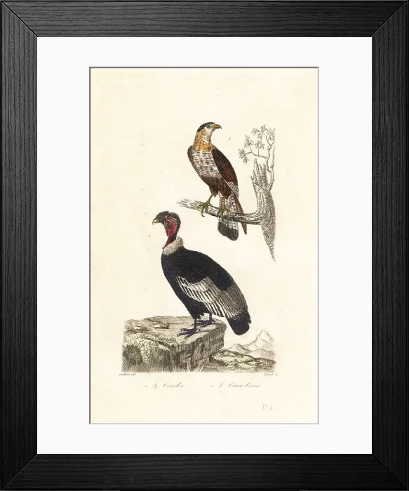 Framed Print : Andean condor and southern crested caracara Framed Print : Andean condor and southern crested caracara