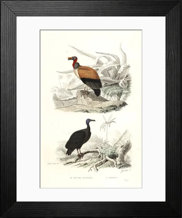 Framed Print : King vulture and turkey vulture Framed Print : King vulture and turkey vulture