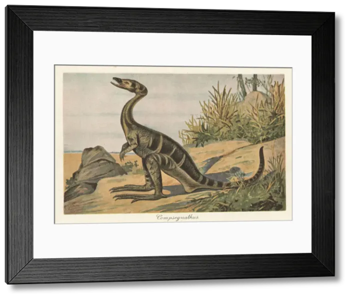 Framed Print : Reconstruction of a Compsognathus longipes Framed Print : Reconstruction of a Compsognathus longipes