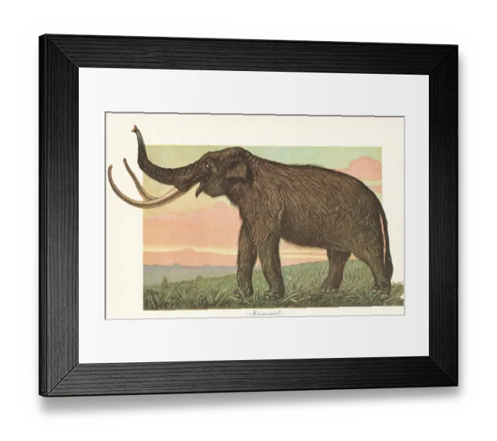 Framed Print : Reconstruction of a woolly mammoth, Mammuthus primigenius Framed Print : Reconstruction of a woolly mammoth, Mammuthus primigenius