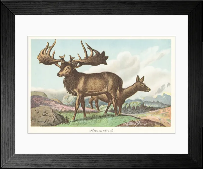 Framed Print : Reconstruction of the Irish elk, Megaloceros giganteus Framed Print : Reconstruction of the Irish elk, Megaloceros giganteus