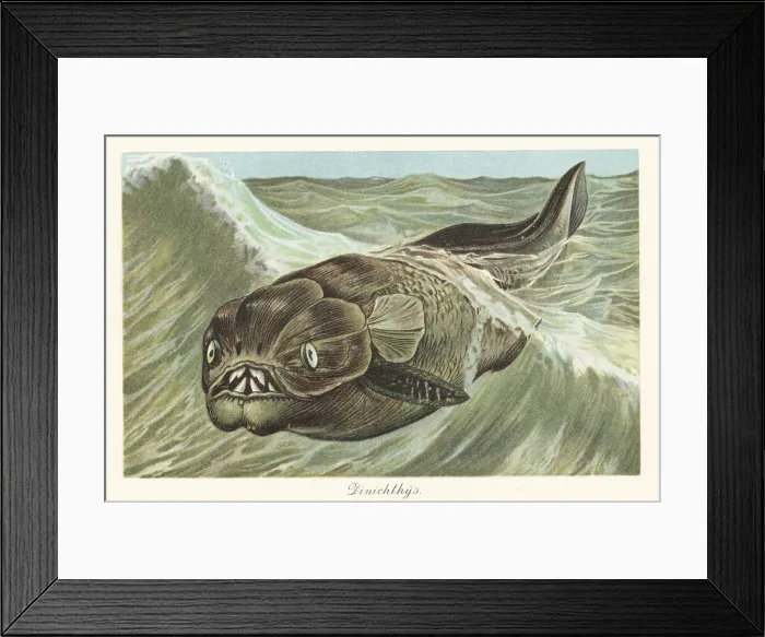 Framed Print : Reconstruction of a Dinichthys herzeri Framed Print : Reconstruction of a Dinichthys herzeri
