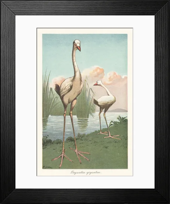 Framed Print : Mythical Reunion stork, Leguatia gigantea Framed Print : Mythical Reunion stork, Leguatia gigantea