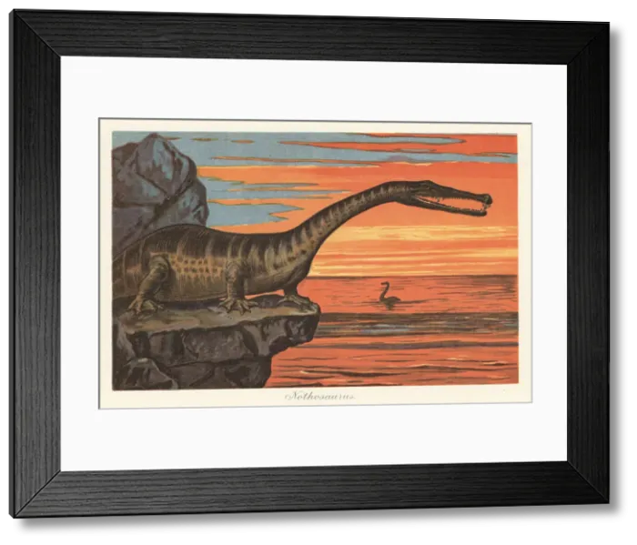 Framed Print : Reconstruction of a Nothosaurus Framed Print : Reconstruction of a Nothosaurus