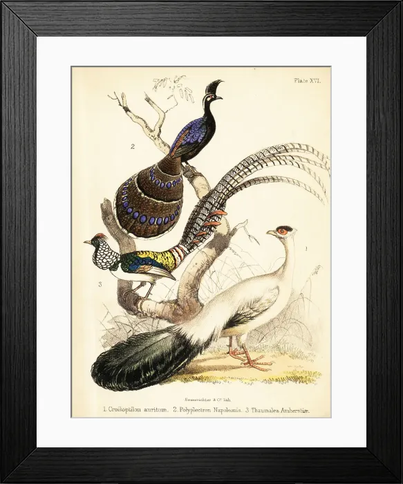 Framed Print : Blue-eared pheasant, Palawan peacock-pheasant and Lady Amherst's Framed Print : Blue-eared pheasant, Palawan peacock-pheasant and Lady Amherst's