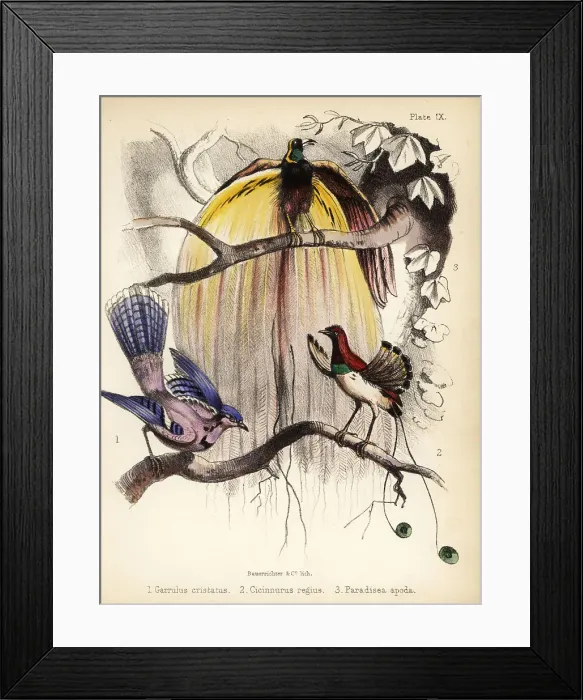 Framed Print : Blue jay, king and greater birds-of-paradise Framed Print : Blue jay, king and greater birds-of-paradise
