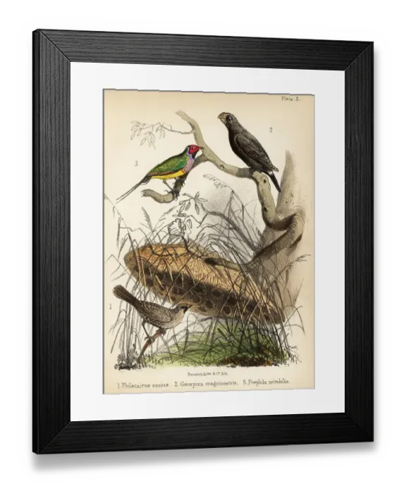 Framed Print : Sociable weaver, large ground finch and Gouldian finch Framed Print : Sociable weaver, large ground finch and Gouldian finch