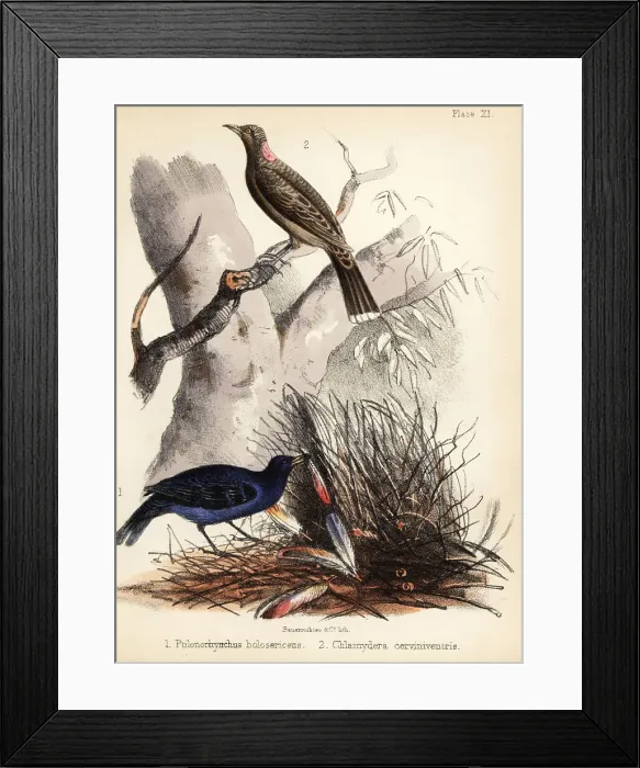 Framed Print : Satin and fawn-breasted bowerbirds Framed Print : Satin and fawn-breasted bowerbirds