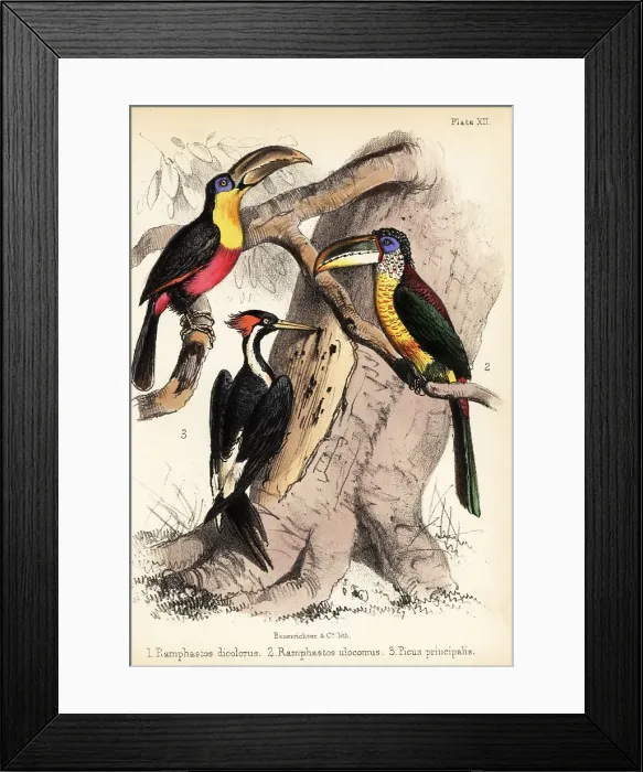 Framed Print : Green-billed toucan, curl-crested aracari and ivory-billed woodp Framed Print : Green-billed toucan, curl-crested aracari and ivory-billed woodp