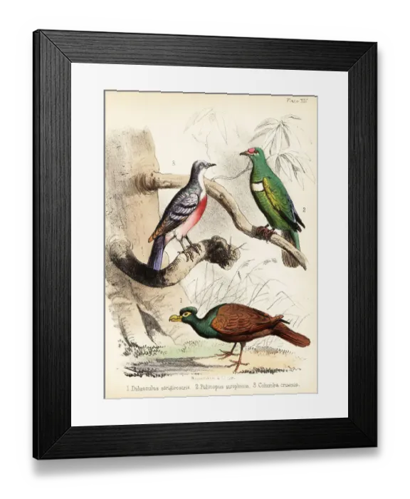 Framed Print : Tooth-billed pigeon, white-bibbed fruit dove and Luzon bleeding Framed Print : Tooth-billed pigeon, white-bibbed fruit dove and Luzon bleeding