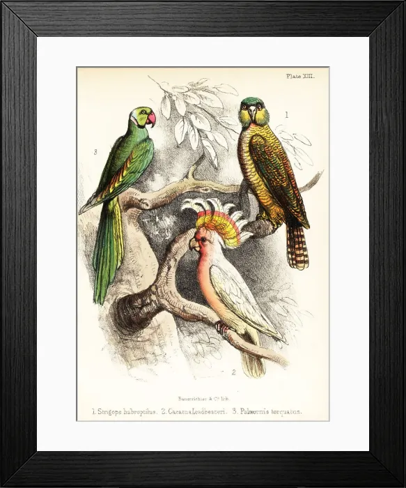 Framed Print : Kakapo, Major Mitchell's cockatoo and Alexandrine parakeet Framed Print : Kakapo, Major Mitchell's cockatoo and Alexandrine parakeet