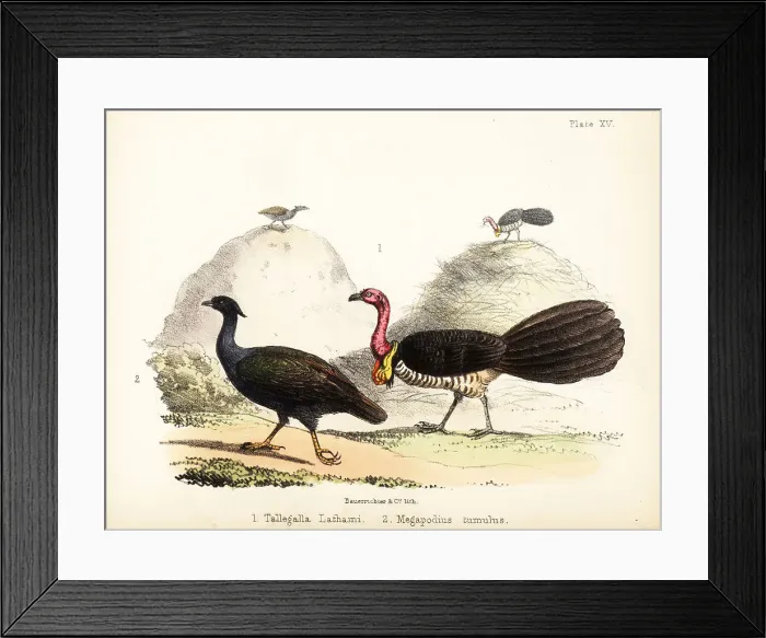 Framed Print : Gweela and orange-footed scrubfowl Framed Print : Gweela and orange-footed scrubfowl