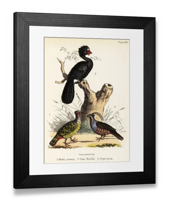 Framed Print : Blood pheasant, wattled curassow and mountain quail Framed Print : Blood pheasant, wattled curassow and mountain quail
