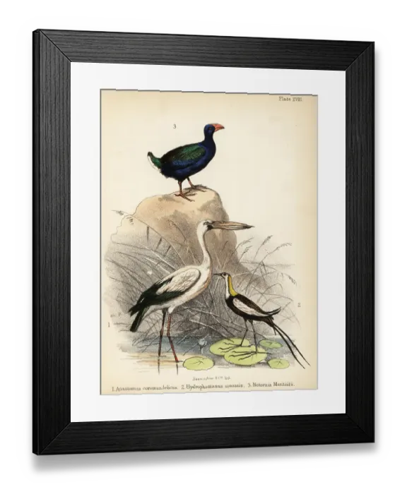 Framed Print : Asian openbill, pheasant-tailed jacana and takahe Framed Print : Asian openbill, pheasant-tailed jacana and takahe