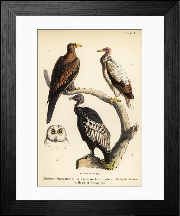 Framed Print : Egyptian vulture, Andean condor, and wedge-tailed eagle Framed Print : Egyptian vulture, Andean condor, and wedge-tailed eagle