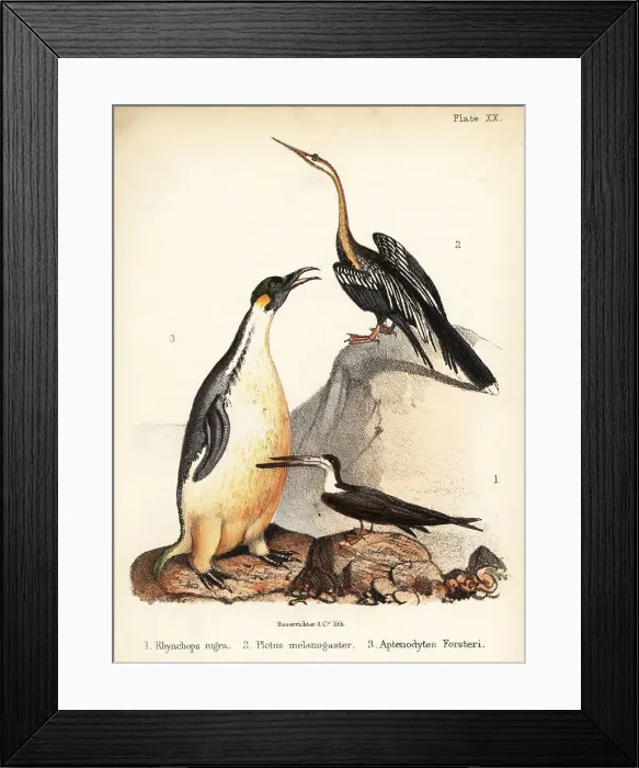 Framed Print : Black skimmer, Oriental darter and emperor penguin Framed Print : Black skimmer, Oriental darter and emperor penguin