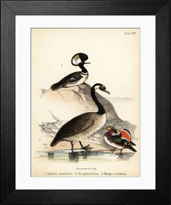 Framed Print : Canada goose, Mandarin duck and hooded merganser Framed Print : Canada goose, Mandarin duck and hooded merganser