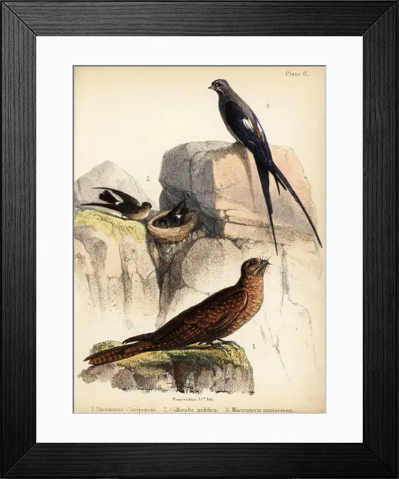 Framed Print : Oilbird, swiftlets and mustached treeswift Framed Print : Oilbird, swiftlets and mustached treeswift