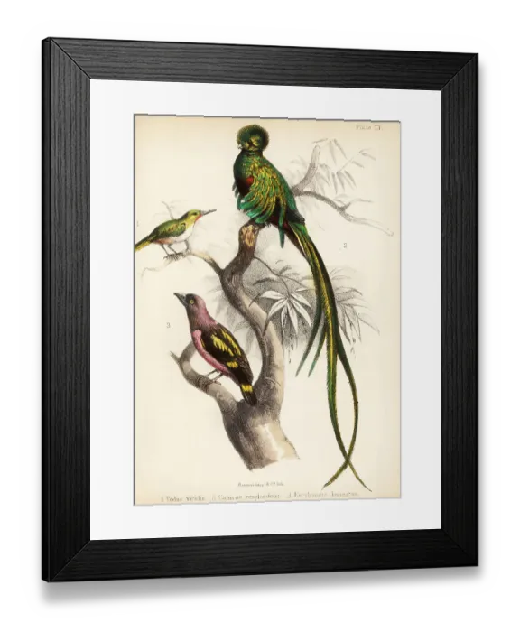 Framed Print : Jamaican tody, respendlent quetzal and banded broadbill