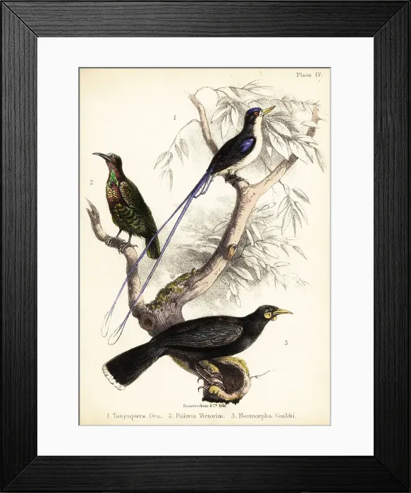 Framed Print : Paradise kingfisher, Victoria's riflebird and extinct huia