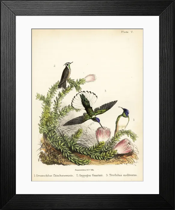 Framed Print : Hummingbird species Framed Print : Hummingbird species