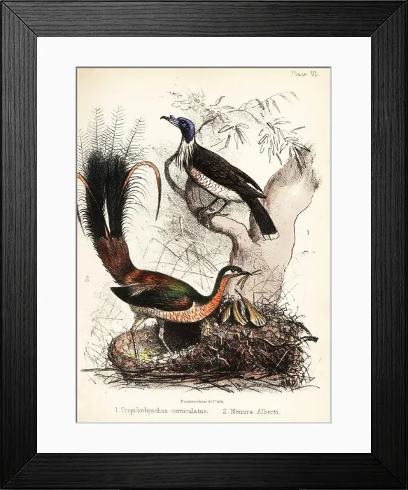 Framed Print : Friarbird and lyrebird Framed Print : Friarbird and lyrebird