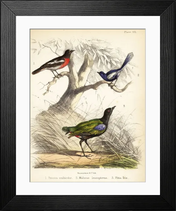 Framed Print : Pacific robin, white-winged fairywren and rainbow pitta Framed Print : Pacific robin, white-winged fairywren and rainbow pitta