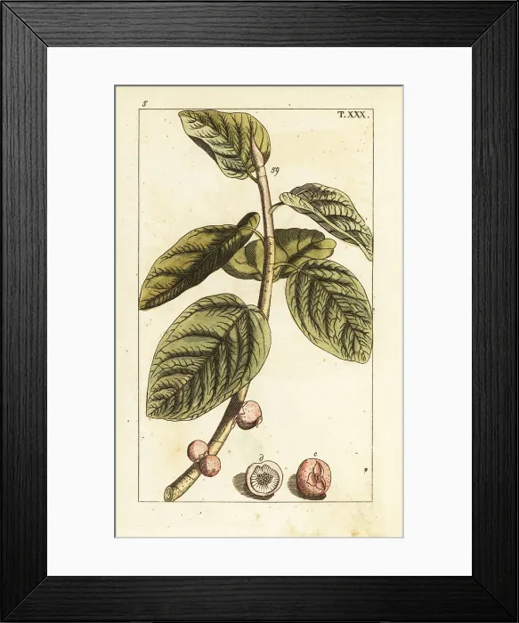 Framed Print : Banyan fig branch with fruit, Ficus benghalensis Framed Print : Banyan fig branch with fruit, Ficus benghalensis