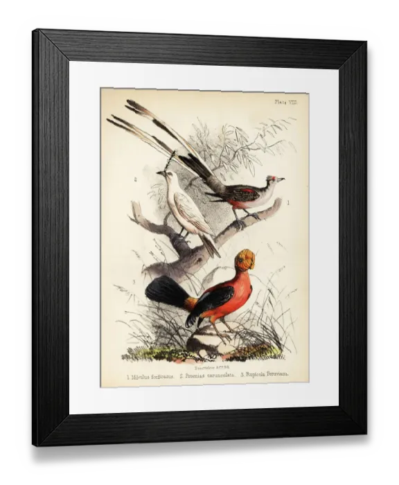 Framed Print : Scissor-tailed flycatcher, white bellbird and Andean cock-of-the Framed Print : Scissor-tailed flycatcher, white bellbird and Andean cock-of-the