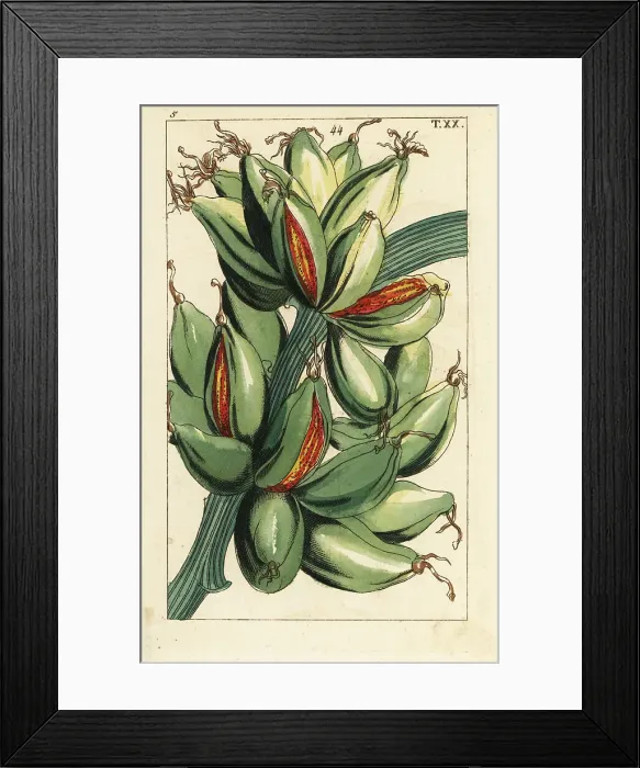 Framed Print : Banana fruit growing upright on the branch, Musa sapientum Framed Print : Banana fruit growing upright on the branch, Musa sapientum