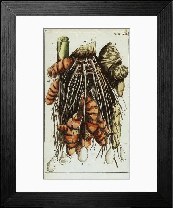 Framed Print : Chinese keys, Boesenbergia rotunda Framed Print : Chinese keys, Boesenbergia rotunda
