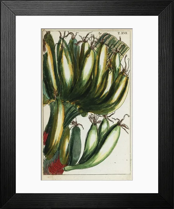 Framed Print : Plantains, Musa x paradisiaca Framed Print : Plantains, Musa x paradisiaca