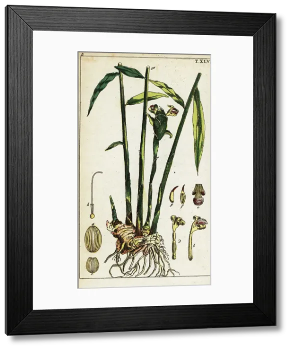 Framed Print : Ginger plant and root, Zingiber officinale Framed Print : Ginger plant and root, Zingiber officinale