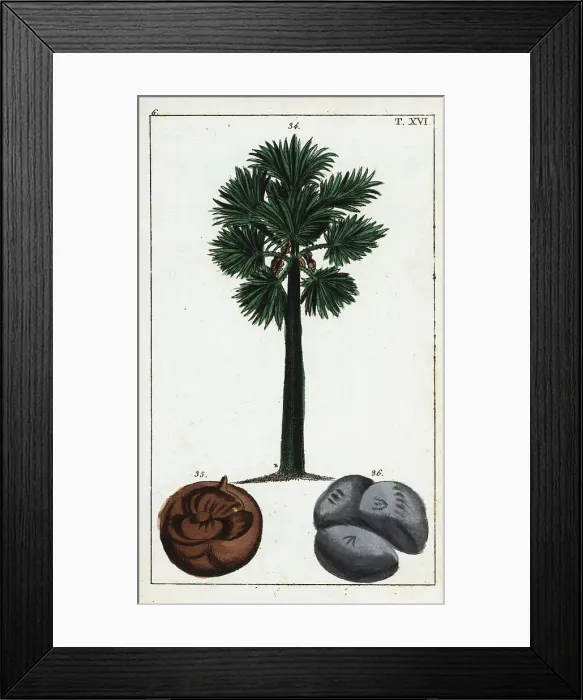 Framed Print : Palmyra palm, Borassus flabellifer Framed Print : Palmyra palm, Borassus flabellifer