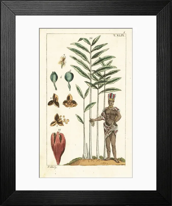 Framed Print : Cardamom tree, Elettaria cardamomum Framed Print : Cardamom tree, Elettaria cardamomum
