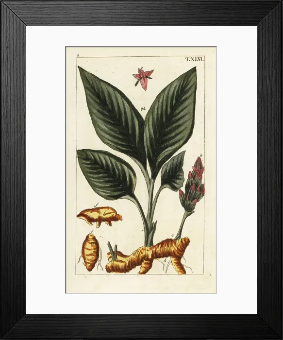 Framed Print : Turmeric, Curcuma longa Framed Print : Turmeric, Curcuma longa