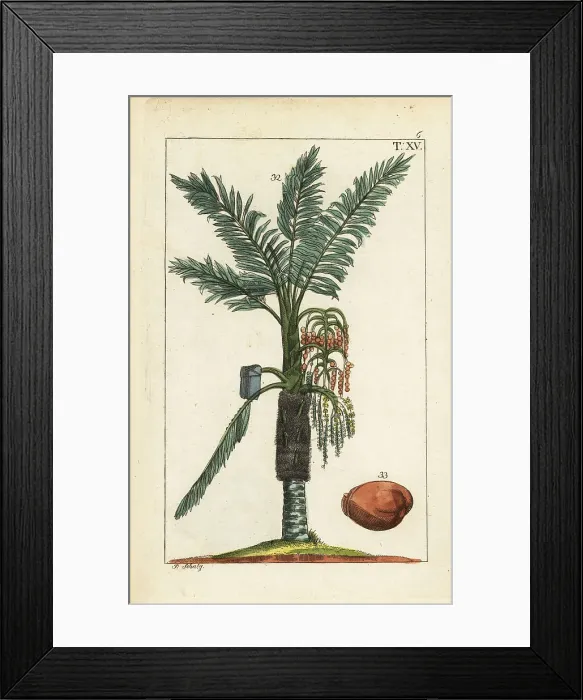 Framed Print : Sago palm tree, Metroxylon sagu Framed Print : Sago palm tree, Metroxylon sagu